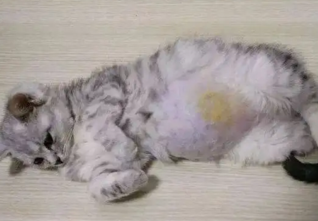 猫传腹的猫需要隔离吗