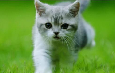 母猫子宫蓄脓症状 母猫子宫蓄脓症状