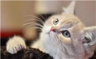 猫粑粑臭什么原因