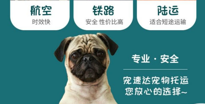 宠速达宠物托运多少钱 宠速达宠物托运多少钱