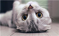 小猫咪眼屎特别多怎么回事