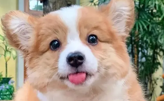 小狗能不能吃牛肉