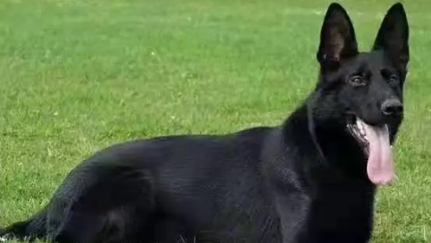 黑狼犬纯不纯怎么分辨?技巧在这里! 黑狼犬纯不纯怎么分辨?技巧在这里!