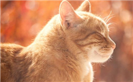 化毛膏多久喂一次猫咪比较好