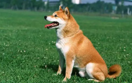 狗狗能不能吃山楂片 狗狗能不能吃山楂片
