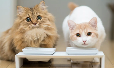 猫可以吃鸡蛋黄吗
