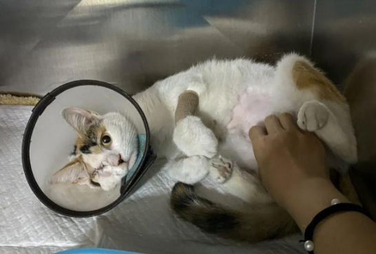 千万不要跟流浪猫太亲!这就是原因 千万不要跟流浪猫太亲!这就是原因