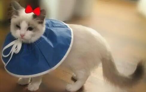 猫咪尿路结晶怎么引起的