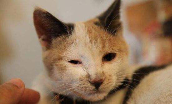 猫咪眼睛流泪 有点睁不开 是咋回事 猫咪眼睛流泪 有点睁不开 是咋回事