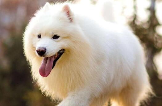 狗狗可以吃山楂吗