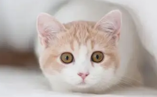 猫吃了奶油怎么补救