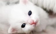 猫绦虫怎么彻底清除干净