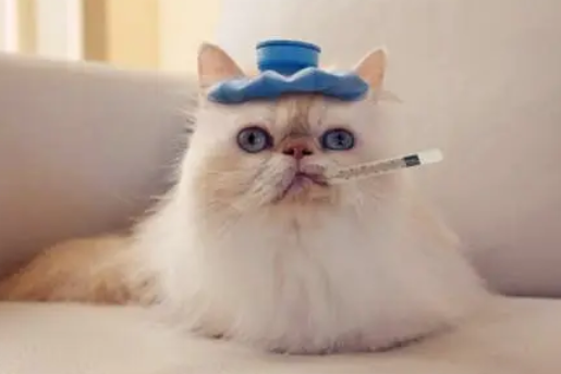 怎么摸猫耳朵知道发烧没有