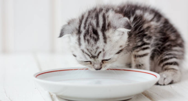 猫咪突然变得消瘦是怎么回事啊 猫咪突然变得消瘦是怎么回事啊