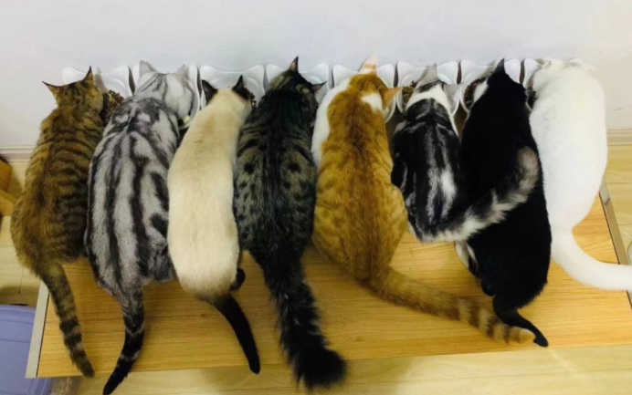 两女孩收养40多只流浪猫，耗尽积蓄不后悔！对于年轻人养宠，大家有话说