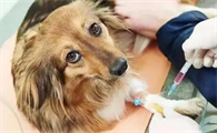 正常狗有狂犬病毒吗