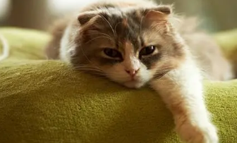 猫吃虫子要不要紧