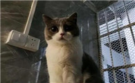 猫能看到几种颜色