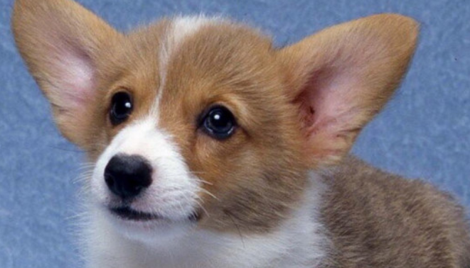 柯基和柴犬的区别 柯基和柴犬的区别