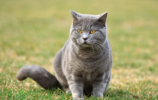 英短和美短串出来的猫叫什么?想养的朋友可以了解一下! 英短和美短串出来的猫叫什么?想养的朋友可以了解一下!