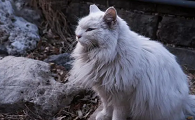长毛蓝猫很稀有吗