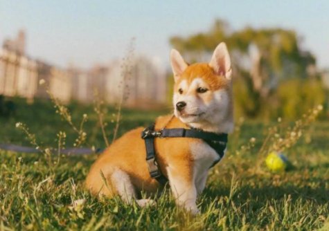 柴犬便宜和贵的差别在哪?想饲养的宠主来康康吧! 柴犬便宜和贵的差别在哪?想饲养的宠主来康康吧!