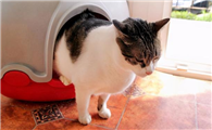猫咪便血是什么原因