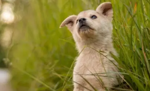 犬弓形虫病的症状有哪些 犬弓形虫病的症状有哪些