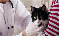 猫咪在什么时候做绝育比较合适