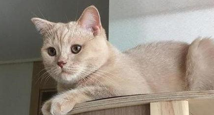 得了狂犬病的猫咪多久会死