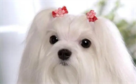 马尔济斯犬幼犬多少钱一只