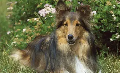 本文带你了解喜乐蒂牧羊犬是苏牧吗?戳进来速看! 本文带你了解喜乐蒂牧羊犬是苏牧吗?戳进来速看!