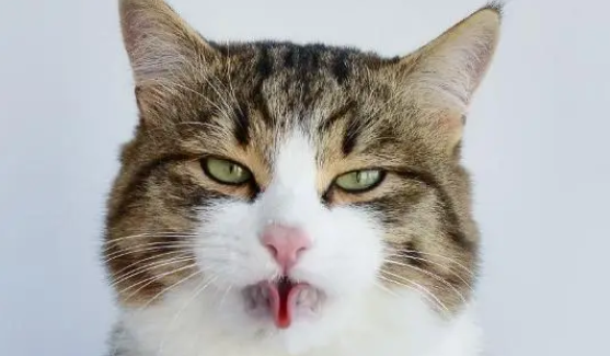 猫热的时候会吐舌头喘气吗为什么 猫热的时候会吐舌头喘气吗为什么