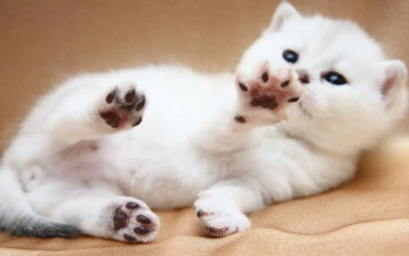 宠物猫可以吃稀饭吗 宠物猫可以吃稀饭吗