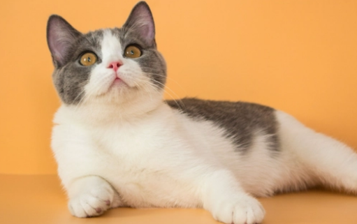 猫咪一直发出咕噜噜的声音是怎么回事