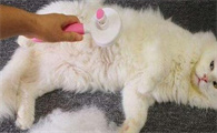 春天猫掉毛太厉害怎么办?