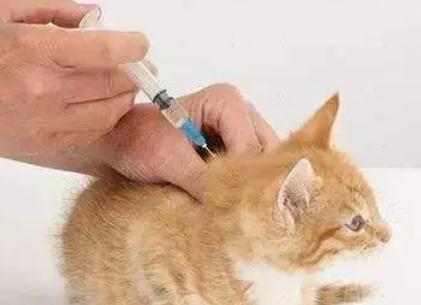 一般猫咪要打几针疫苗 一般猫咪要打几针疫苗