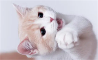 猫咪喜欢玩水怎么矫正