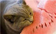 猫咪能不能吃西瓜子