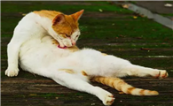 猫藓需要检查什么东西