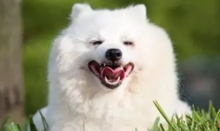狗狗可以吃蛋白吗
