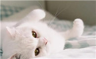 猫咪拉屎为什么老是粘在屁股上面