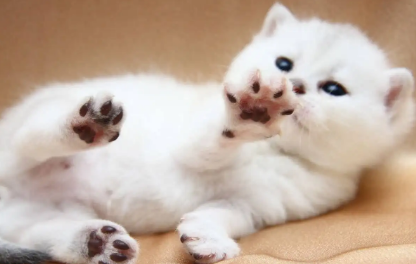 猫咪皮肤病有哪些症状 猫咪皮肤病有哪些症状