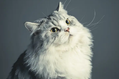 2个月小猫拉稀带血怎么回事