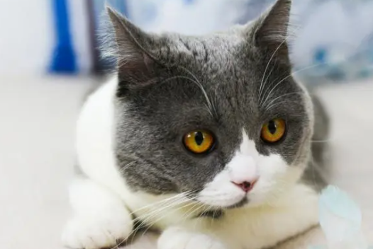 猫咪乳房变大是咋回事啊