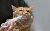 猫咪夏天会吃得少吗为什么