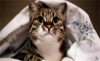 母猫绝育还会发春叫吗为什么