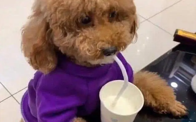 狗狗能喝豆浆吗 狗狗能喝豆浆吗