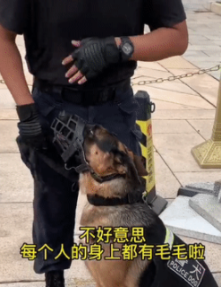 警犬执勤被围观,结果社恐发作抱紧训导员:人好多,要抱抱 警犬执勤被围观,结果社恐发作抱紧训导员:人好多,要抱抱