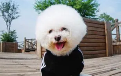 比熊除了吃狗粮还能吃什么 比熊除了吃狗粮还能吃什么